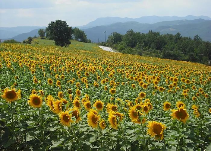 Appealing In With Near Centre